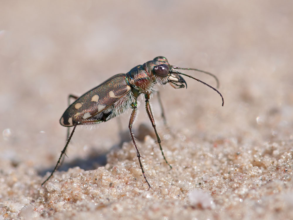 Cicindela lunata